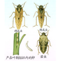 Hot Sale Insecticide Dinotefuran, Factory Supplier Price Insecticide Dinotefuran 98%tc